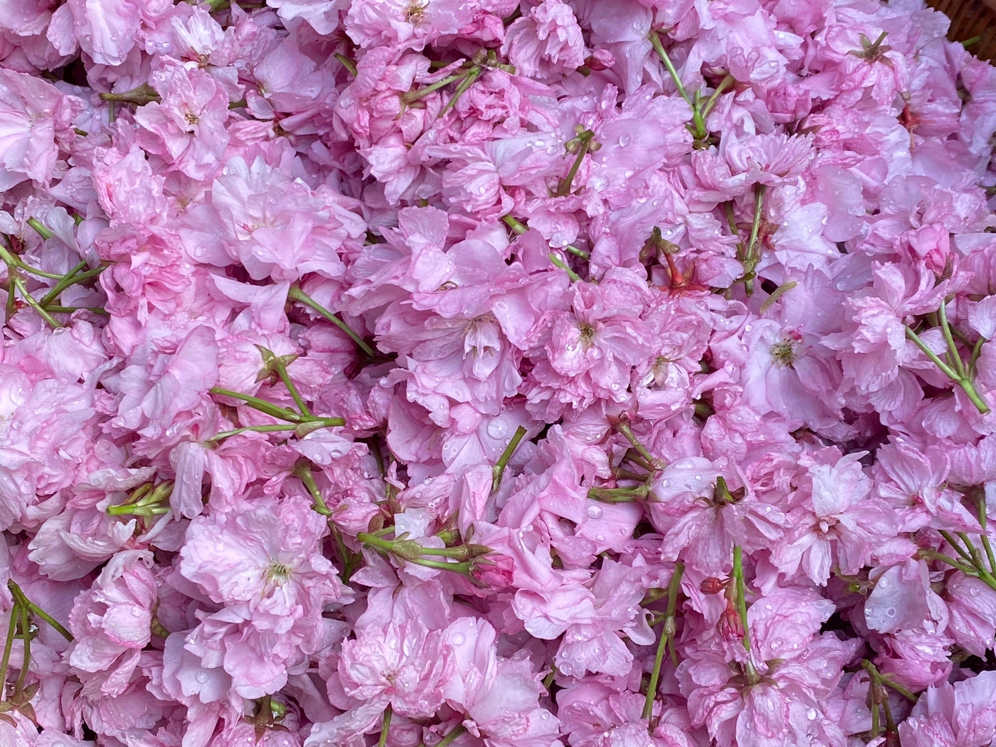 はるに、あえる。|八重の塩桜
