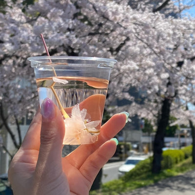 はるに、あえる。｜八重の塩桜