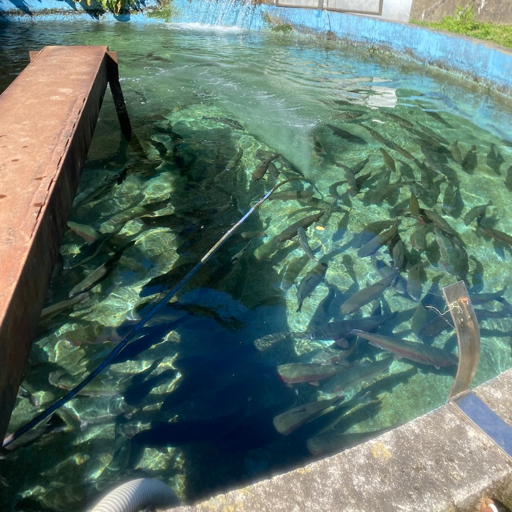 【満員御礼】火を囲み、冬を味わう。芸北サーモンの炊き込みごはん。｜きせつのたきこみ教室 ～一粒一菜～ #02@基町・River Do!フィールド（11.16）