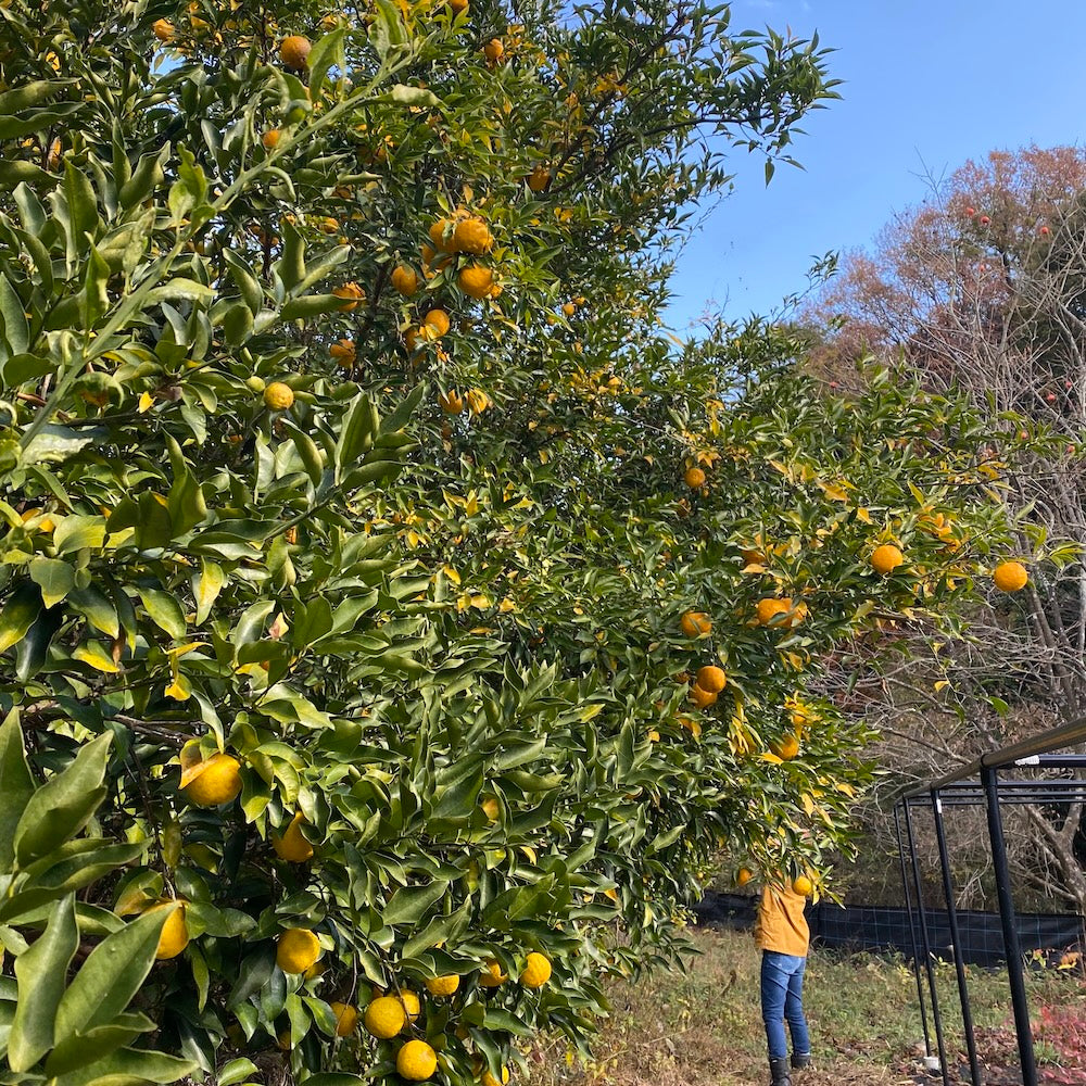 Field Session｜冬のゆずしごと体験 @88ハウス・馬木（12.6sat）