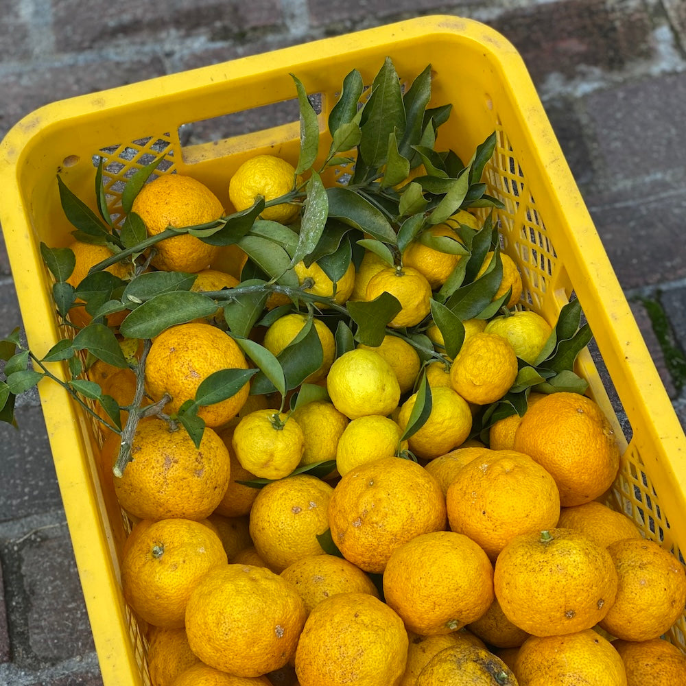 Field Session｜冬のゆずしごと体験 @88ハウス・馬木（12.6sat）