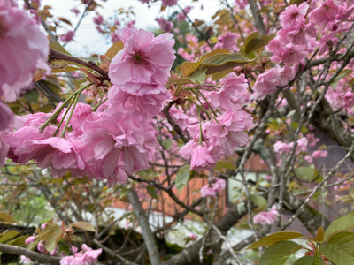 はるに、あえる。｜八重の塩桜