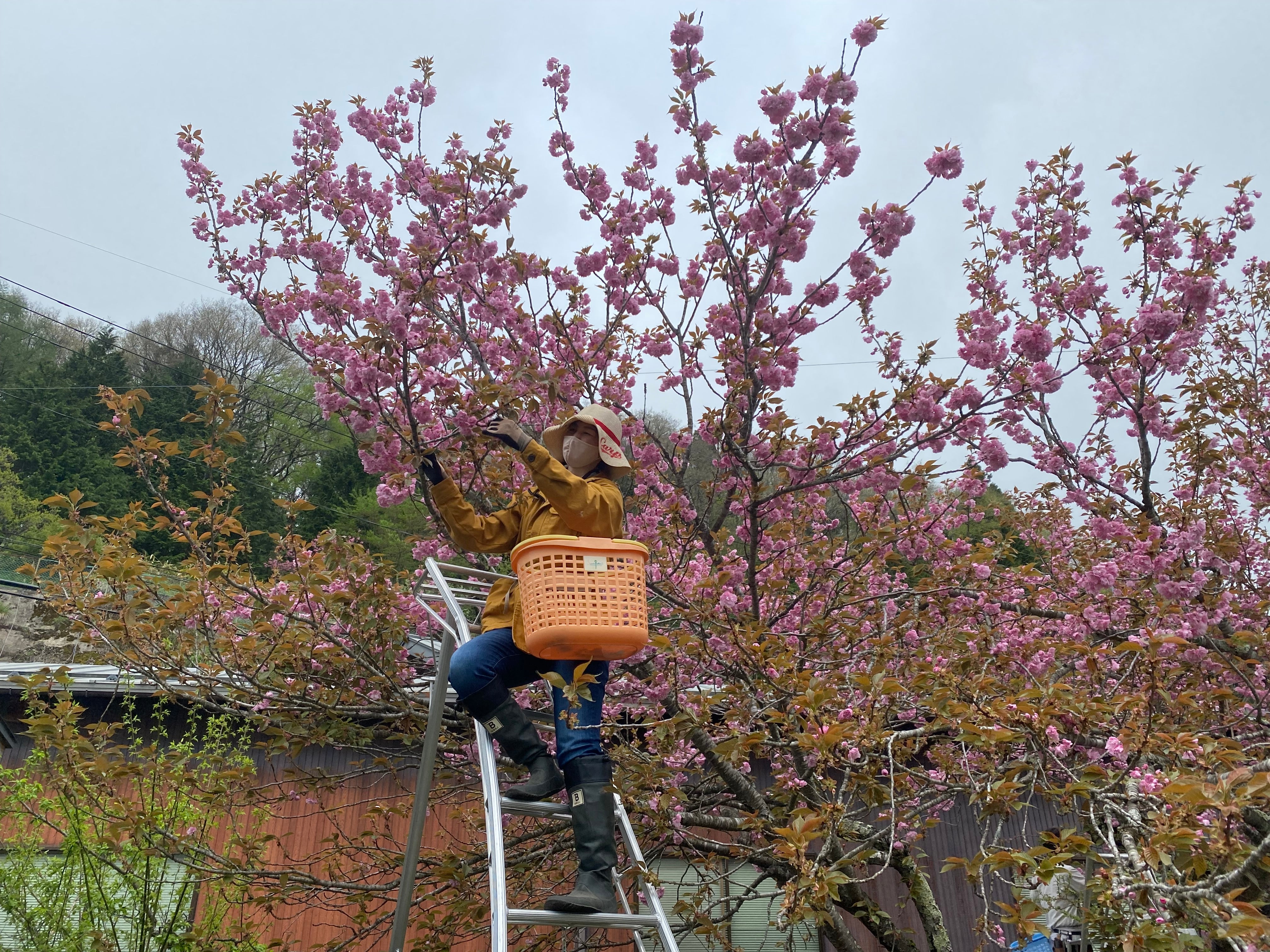 はるに、あえる。｜八重の塩桜