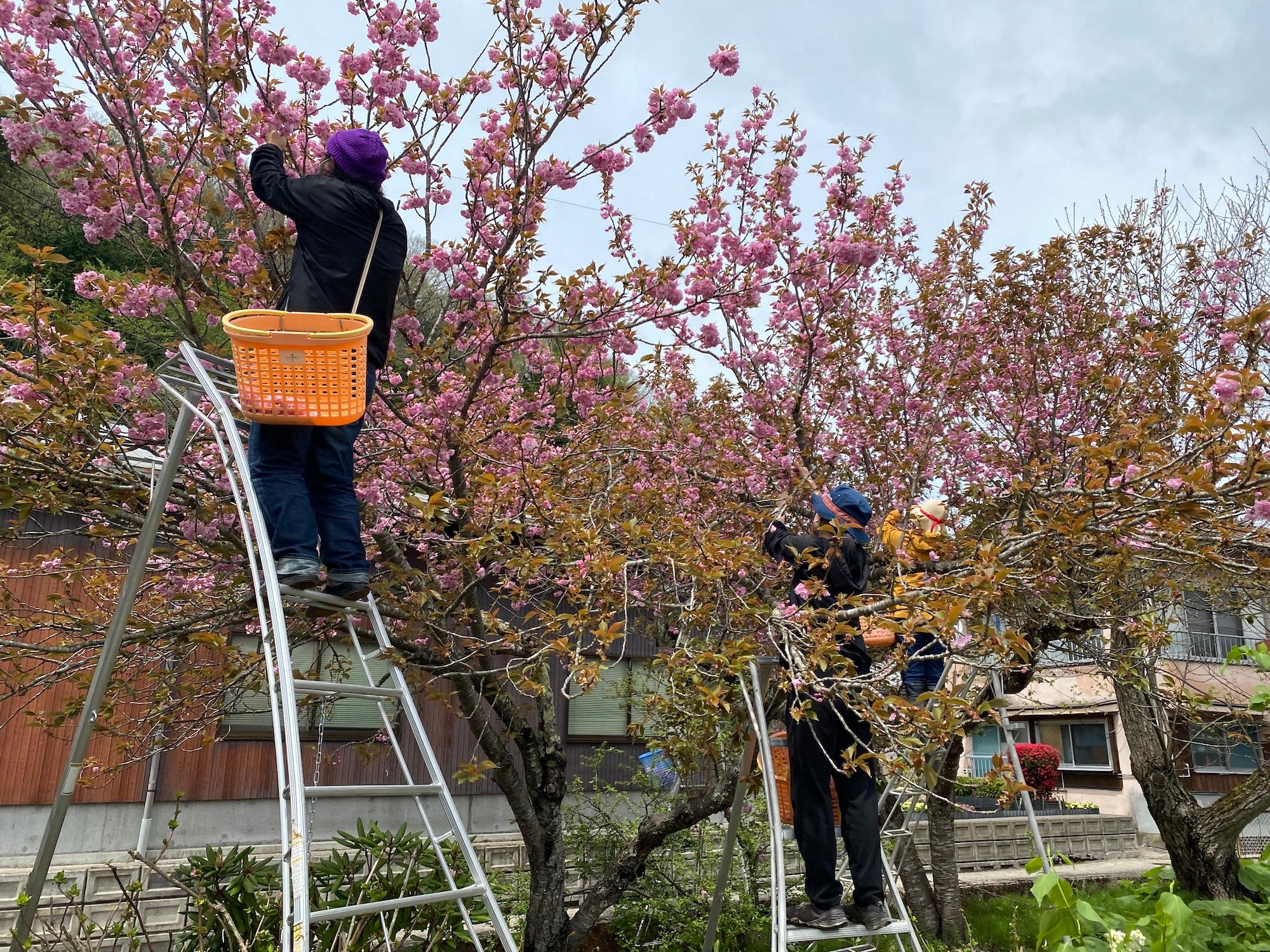 はるに、あえる。｜八重の塩桜