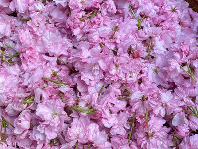 はるに、あえる。｜八重の塩桜
