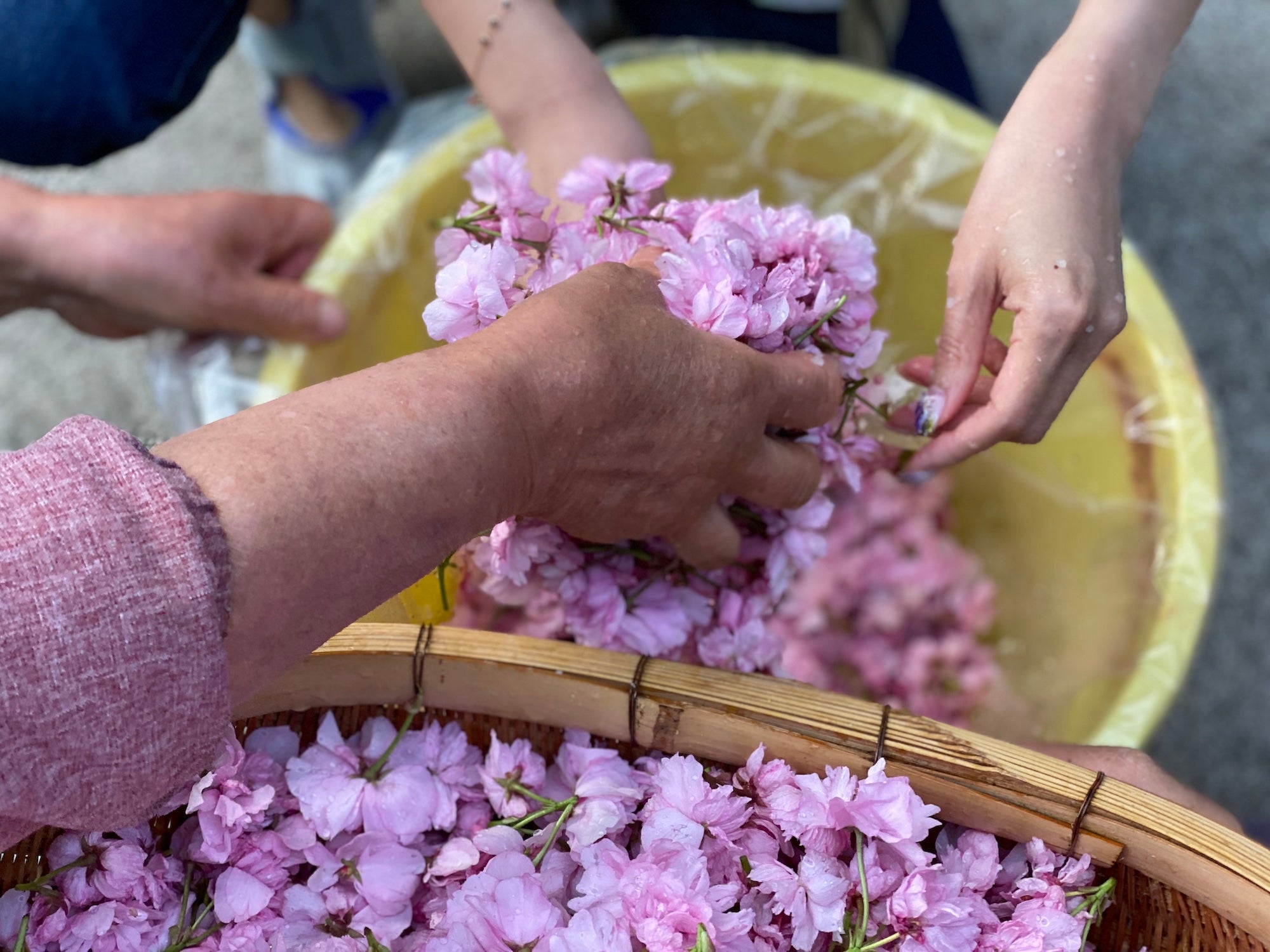 はるに、あえる。｜八重の塩桜